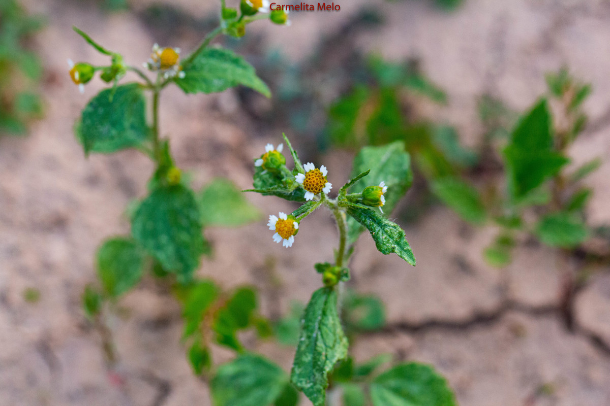 Dálias - Flores
Belo Horizonte MG
