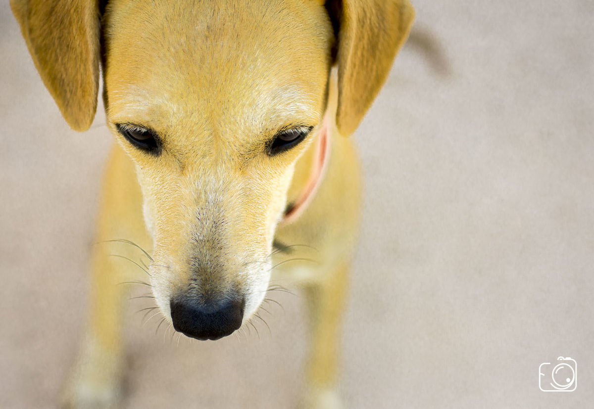 fotógrafos de Teresina