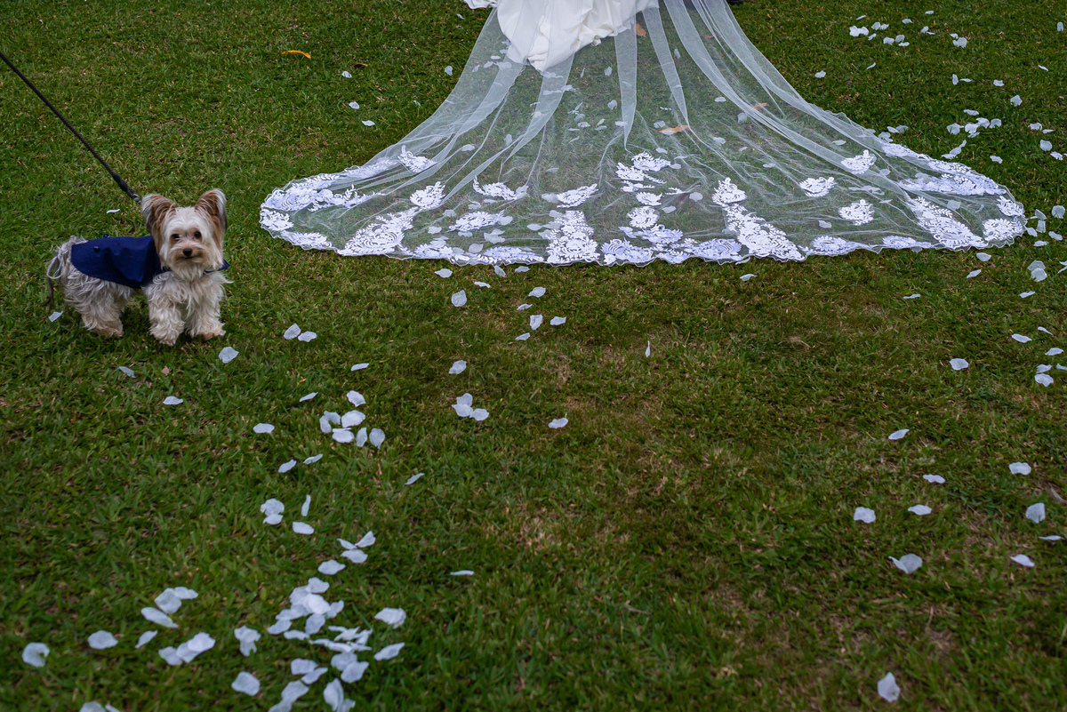 cachorro em casamento