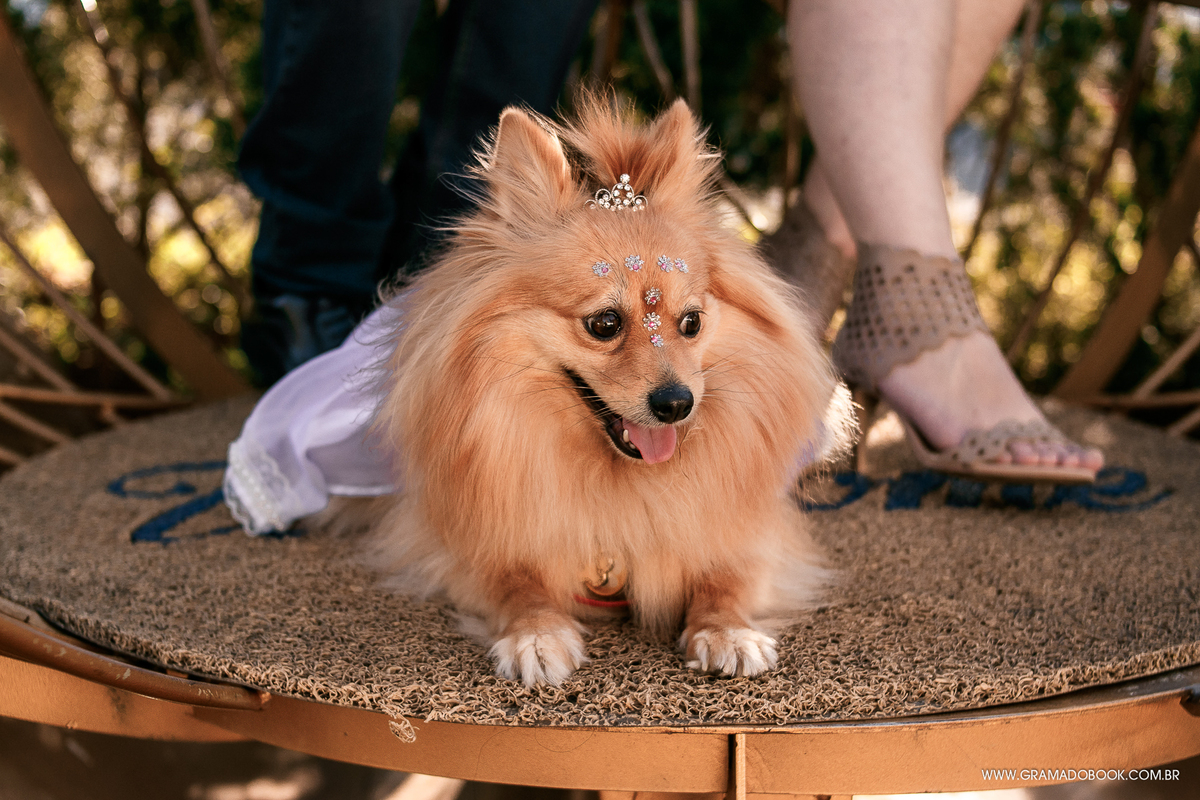 spitz gramado book fotografico pet