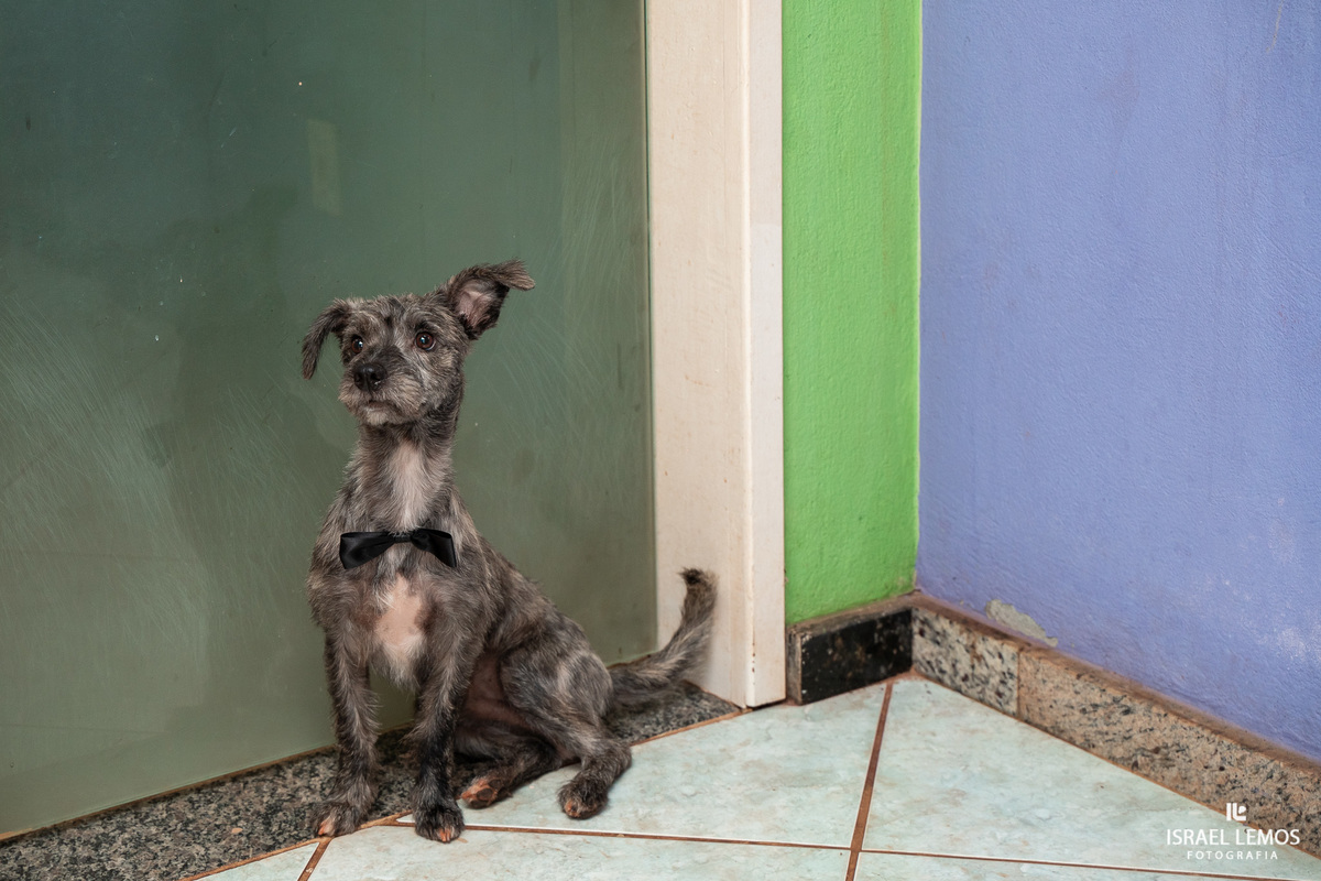 pet shop em ribeirão preto