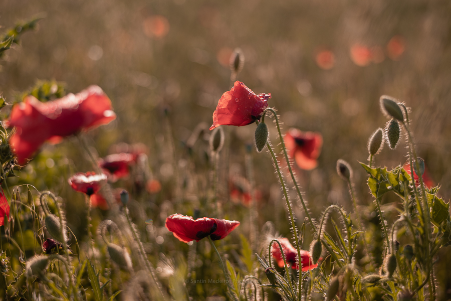 campo de amapolas