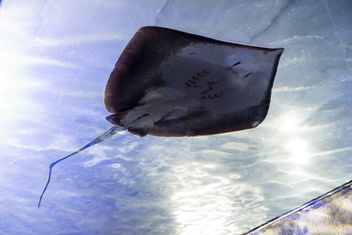 Arraia Aquário de São Paulo