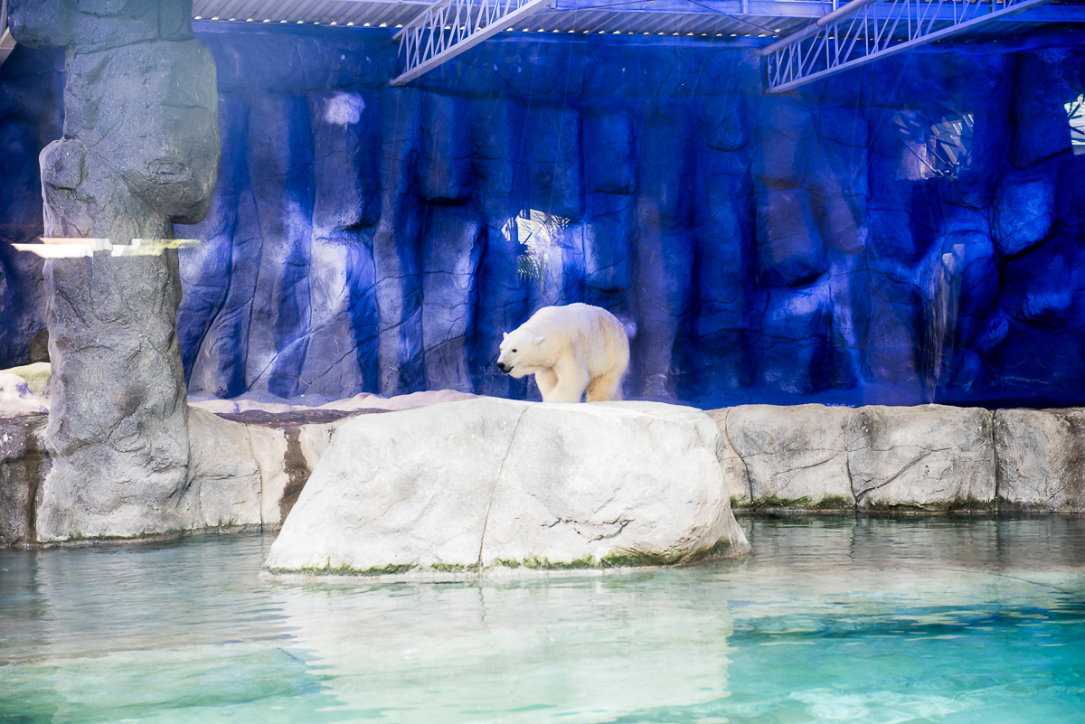 Urso Polar no Aquário de São Paulo