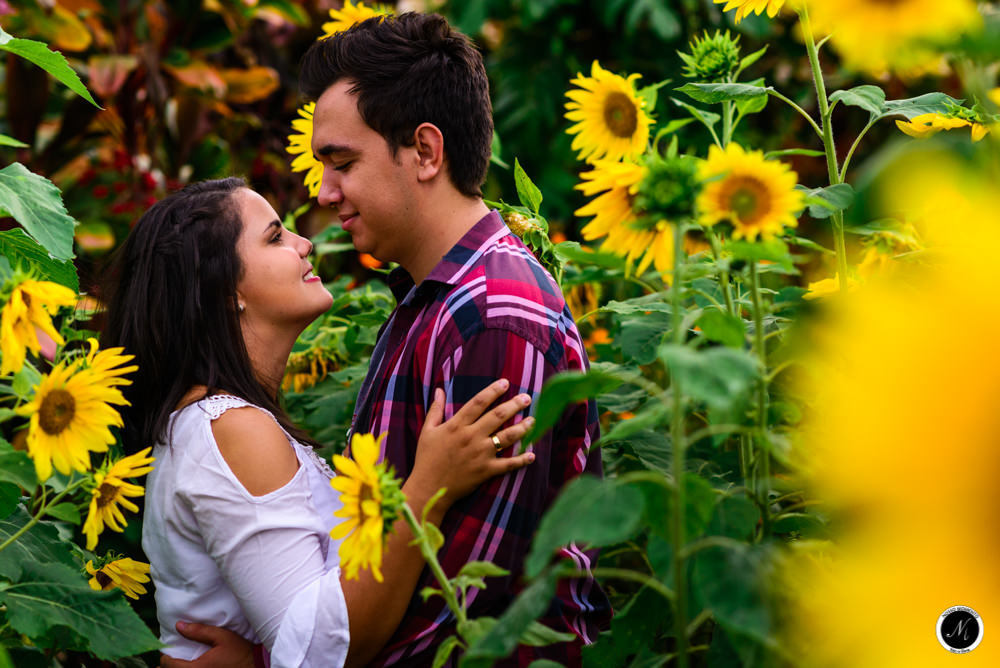 Pre wedding fotos em plantação de girassol