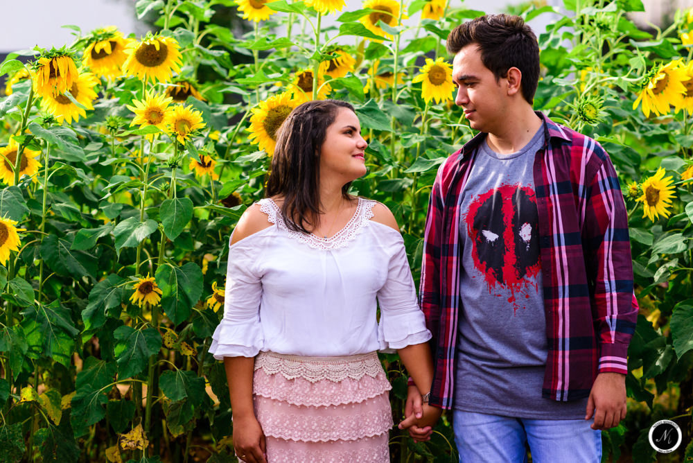 Pre wedding fotos em plantação de girassol em goiania