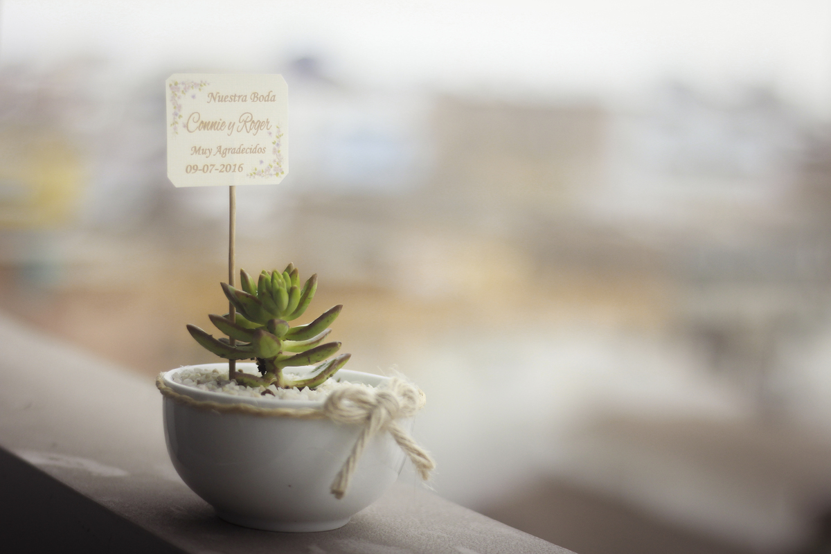 recuerdo de boda, mini planta