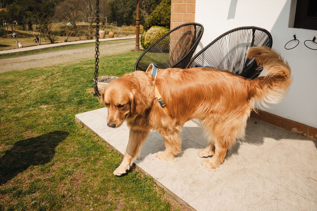 Casamento pet friendly na Pousada Rohsler. Noivos celebram seu grande dia ao lado do filho de quatro patas em Monte Verde-MG