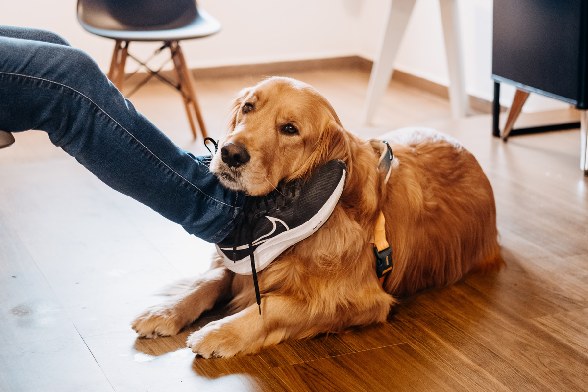 Helena e Leandro trocam votos emocionantes em um mini wedding na Pousada Rohsler, cercados pela natureza de Monte Verde-MG