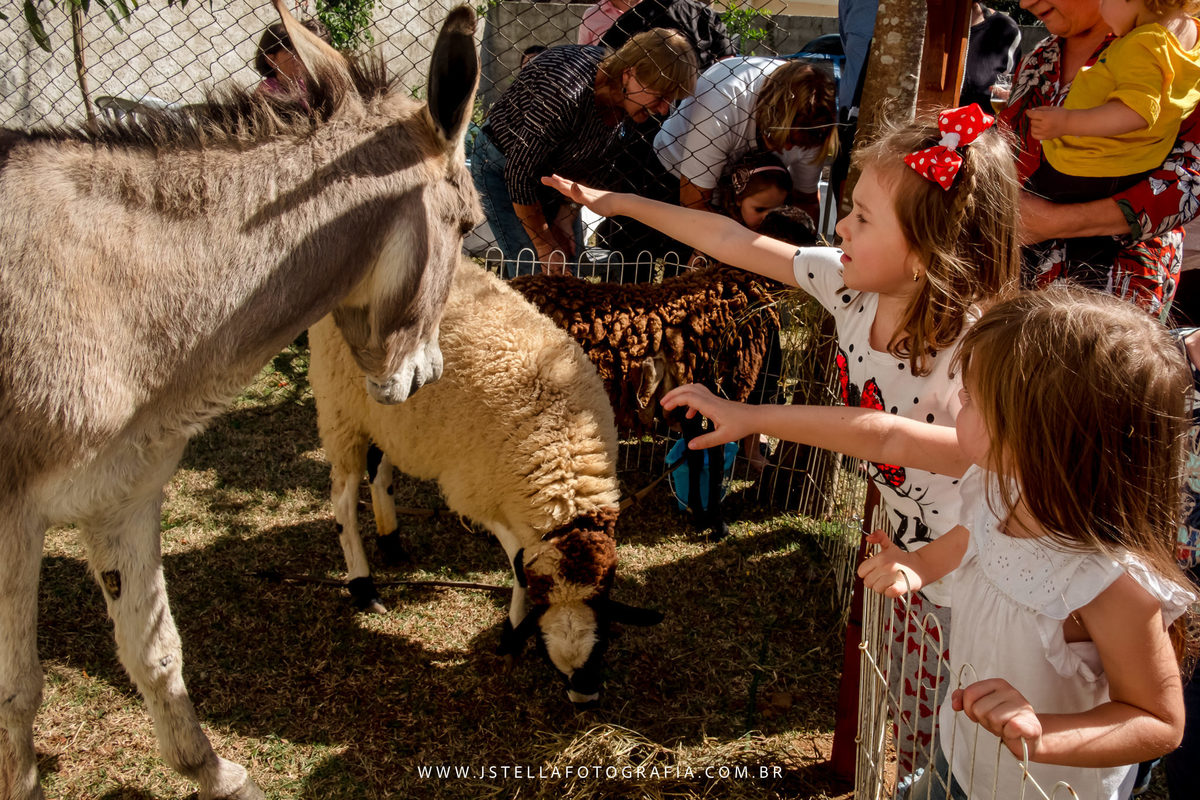 festa fazendinha com animais de verdade