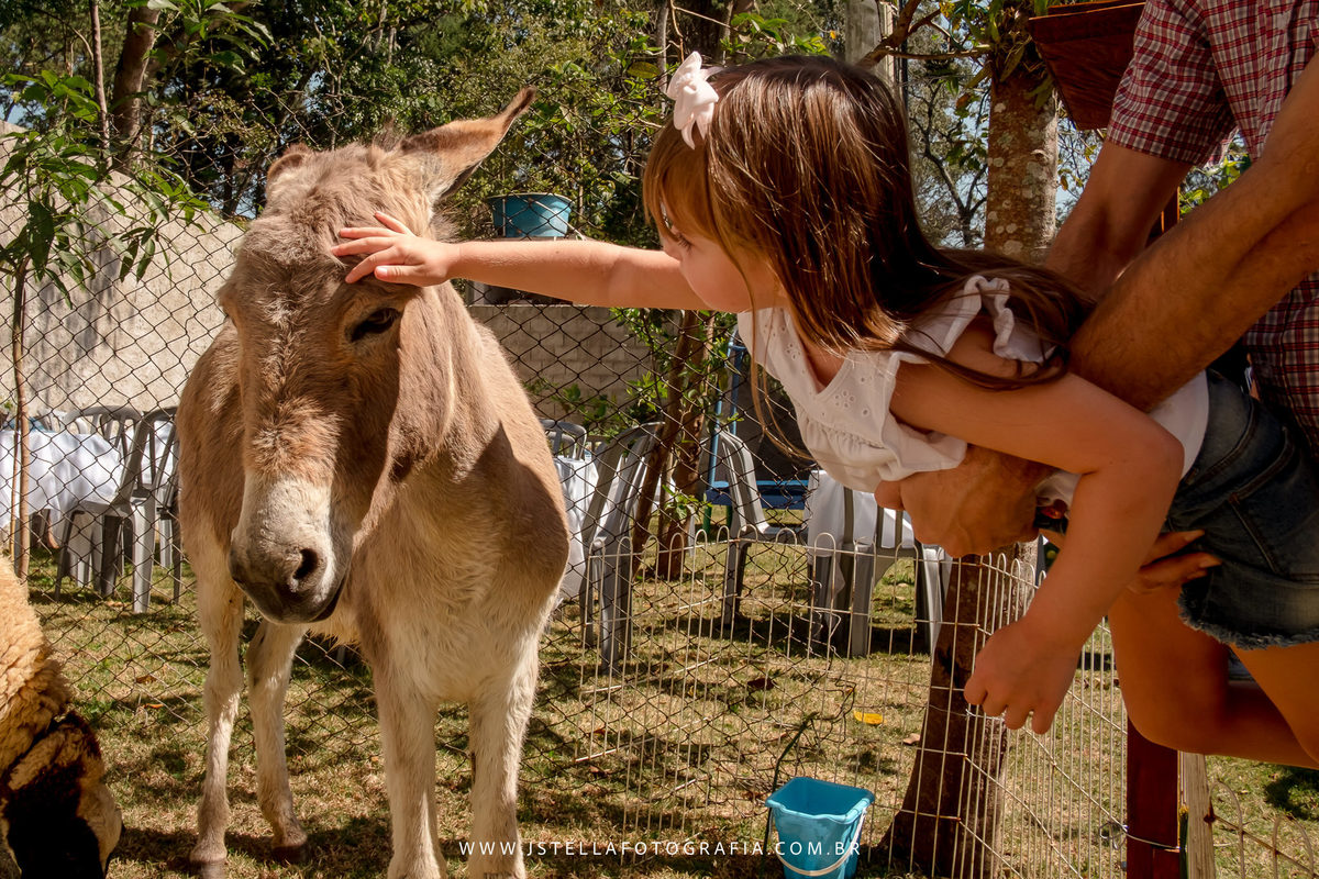 festa fazendinha com animais de verdade