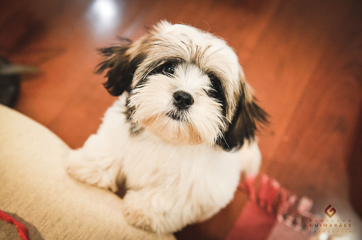 o cachorrinho da casa