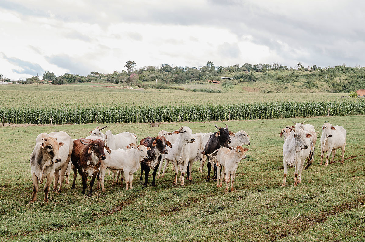 vários bois e vacas na paisagem rural do sítio