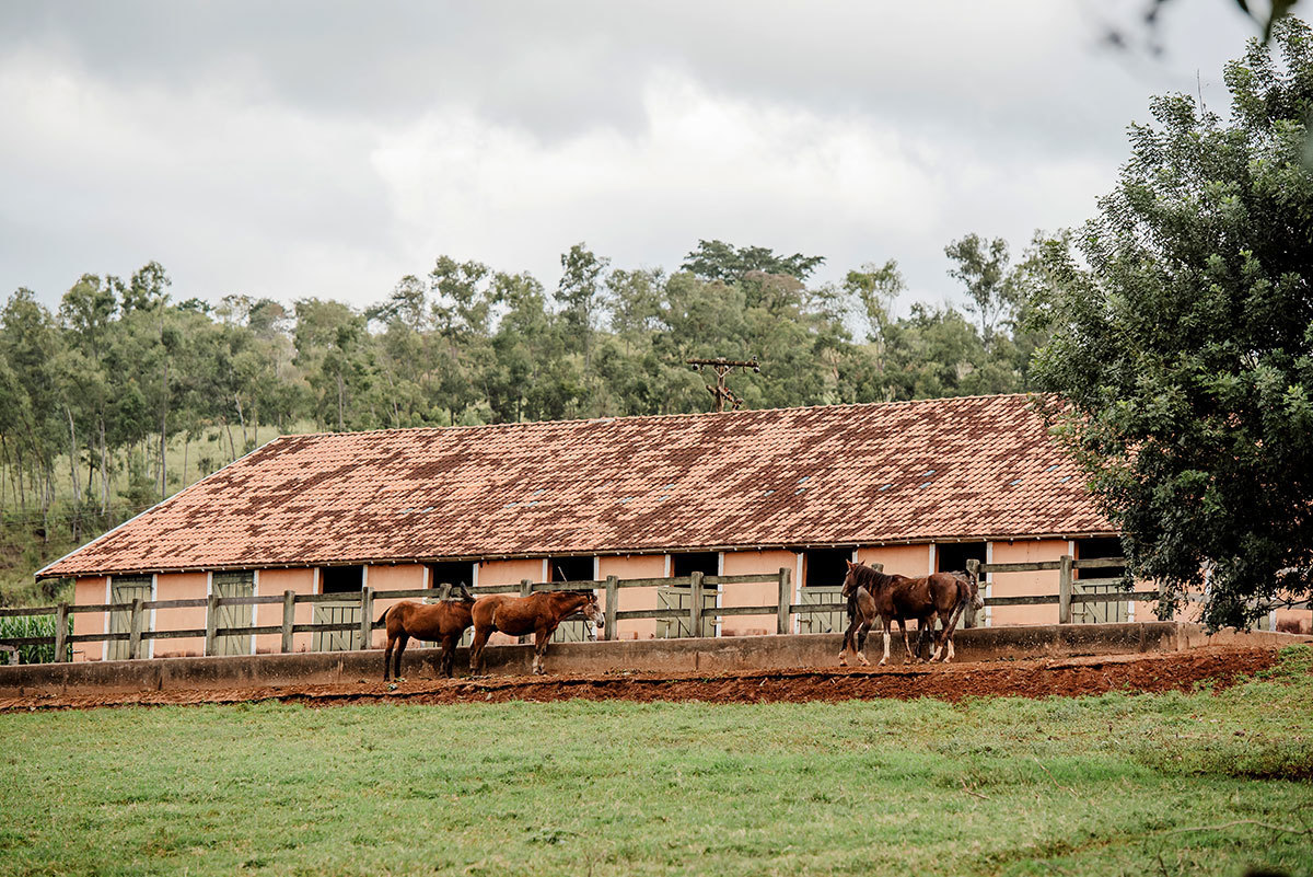 Paisagem rural com cavalos