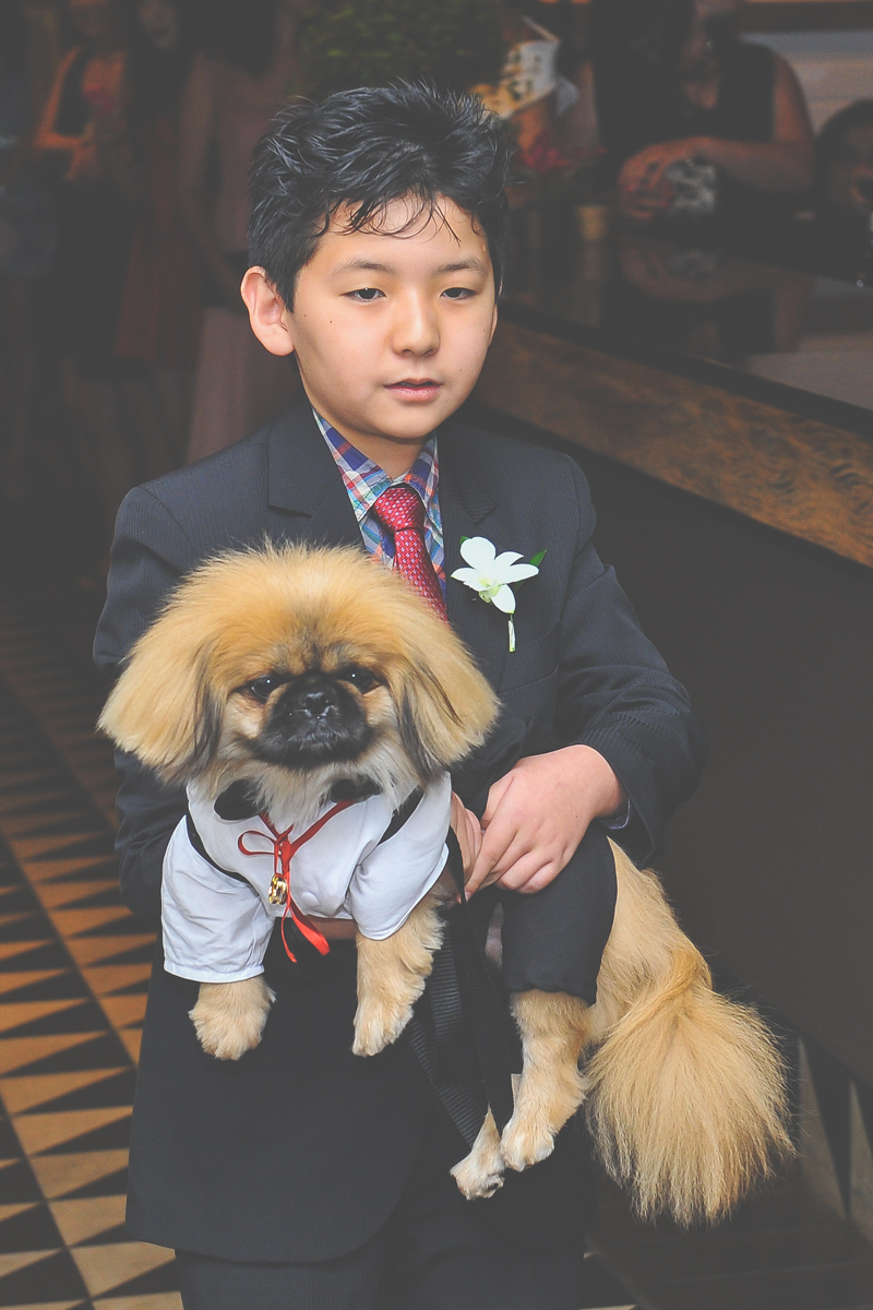 Pajem - cachorro trazendo alianças