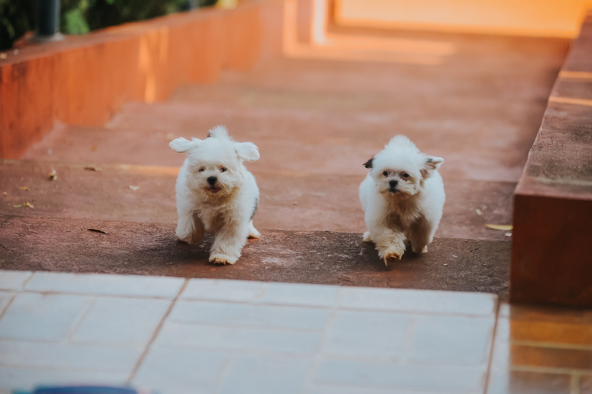 Dois cachorrinhos correndo