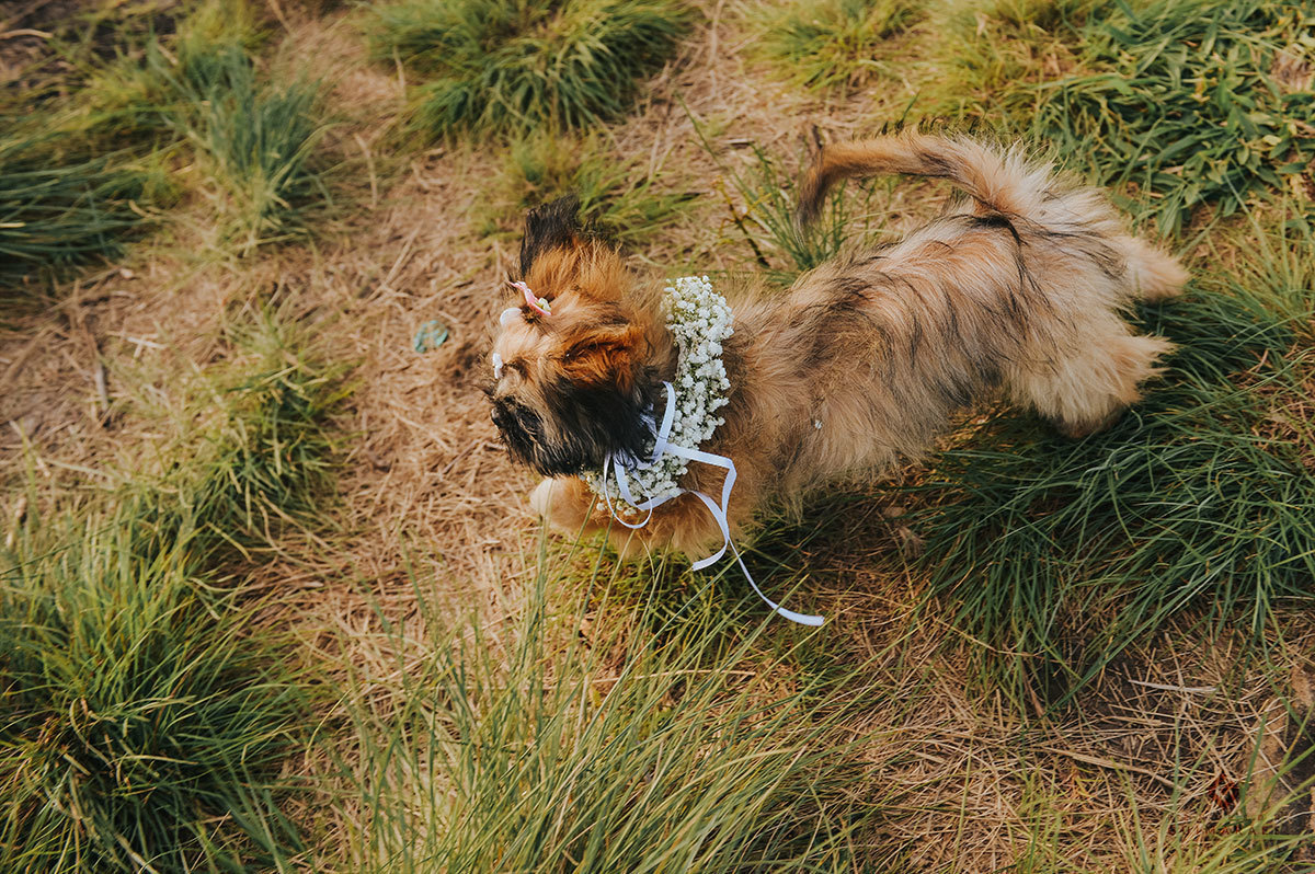 Cachorrinho correndo com as alianças