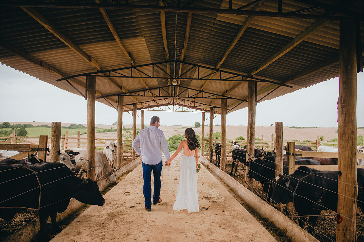 Noivos andando em meio aos bois