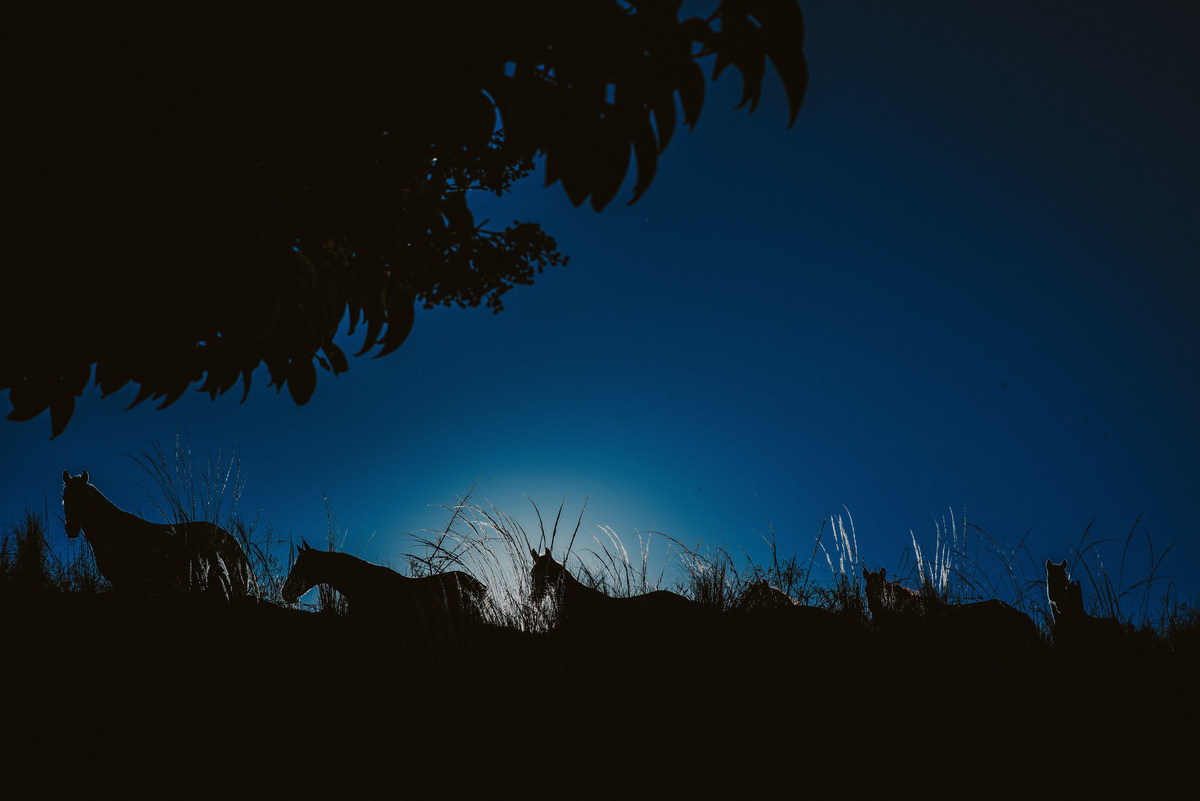 los caballos de ensueño