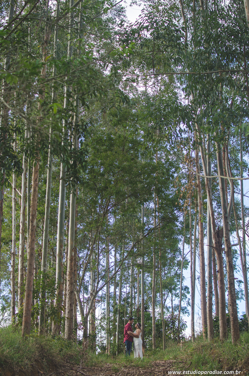 ensaio pre casamento com pinheiros