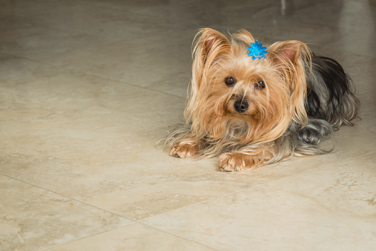 Mascota de Ximena en su sesión de quince años