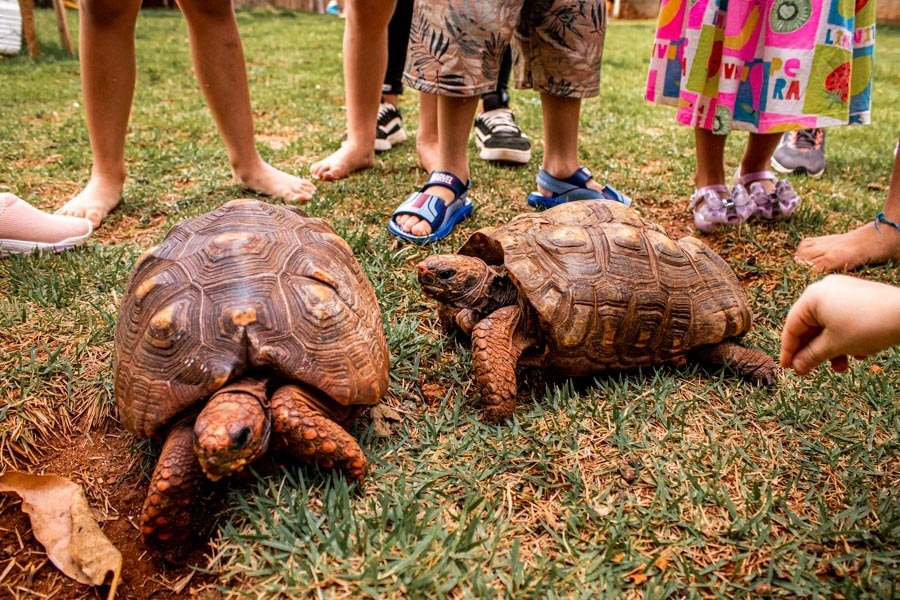 aniversario infantil jau sp 
chacara amadeu botelho 
pamela trevisan photografhy