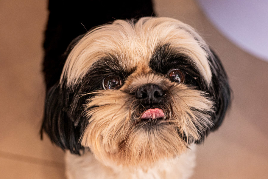 Helena conta 11 Otavio conta 7 Pamela Trevisan Jau SP