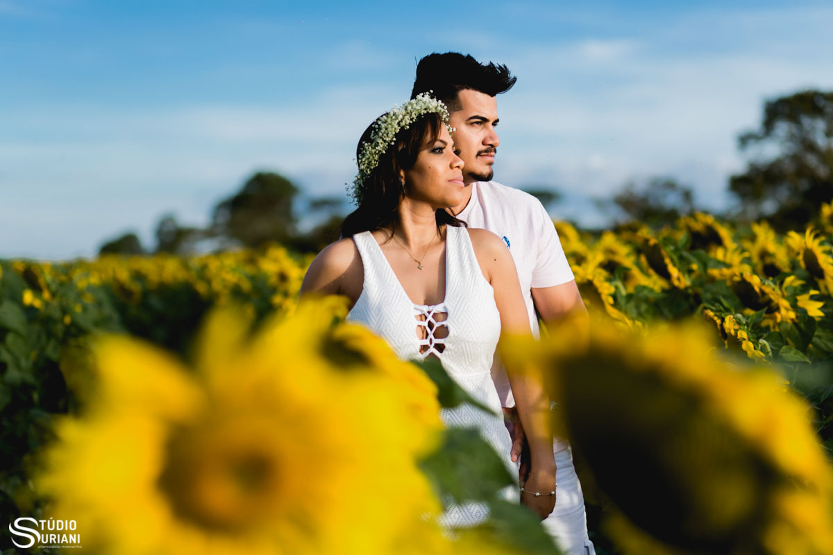 fotos em plantação de gira sol em uberlandia