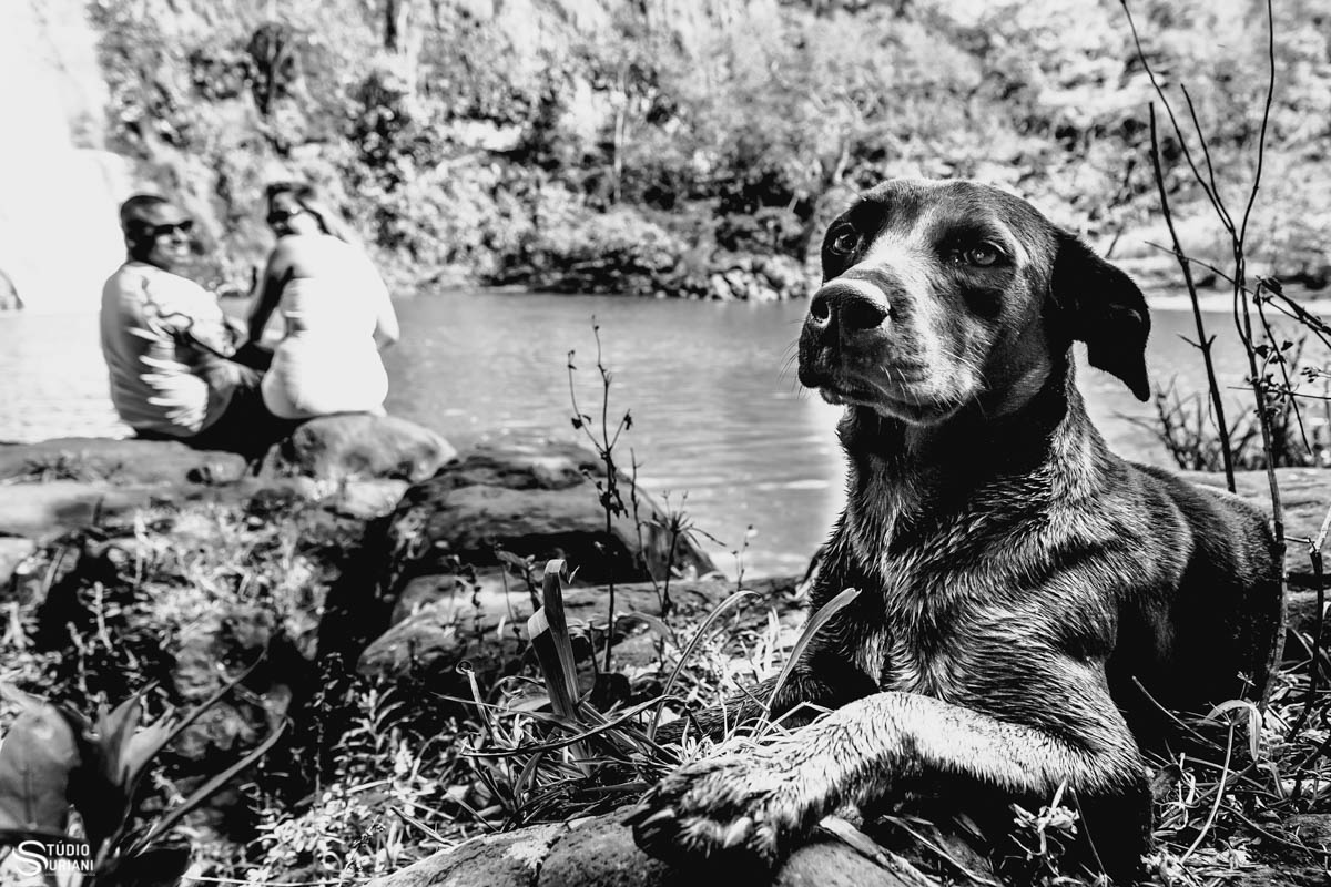 cachorro participando do ensaio do casal isabell e pedro henrique