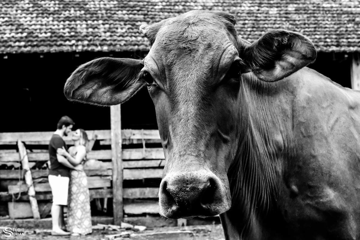 Noivos fazendo fotos com vaca no curral 