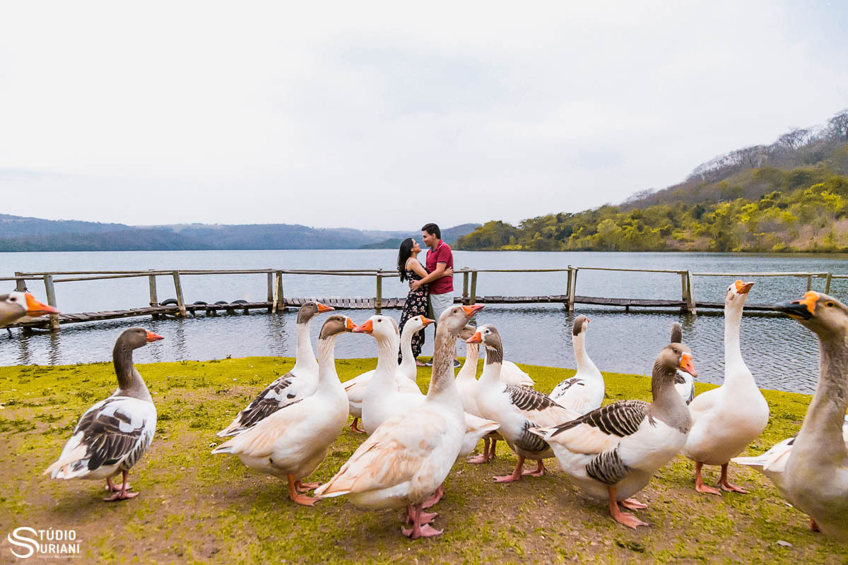 Fotos com ganços e ponte de madeira 