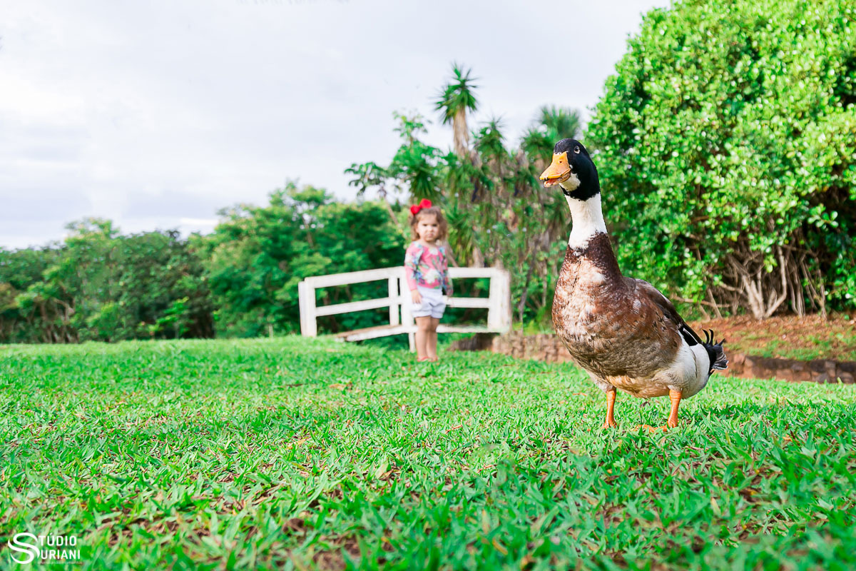 Pato-real com criança em ensaio de fotos