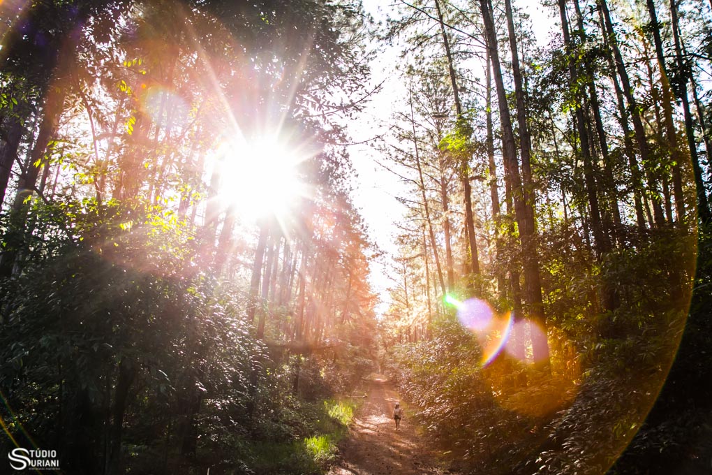 ensaio na floresta em uberlandia em meio as arvores