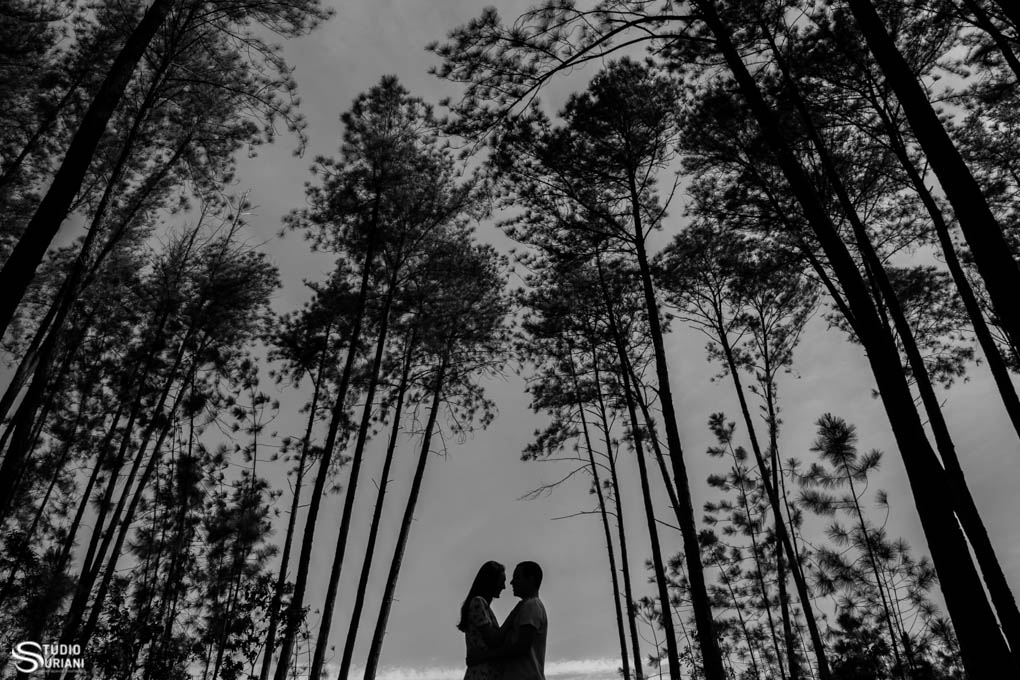 ensaio em plantação de pinheiros na cidade de uberlandia mg com dia insolarado