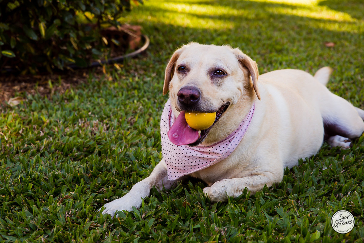 Casamento Bento Gonçalves, Fotografia de casamento, bento gonçalves, Igor Guedes Fotografia
