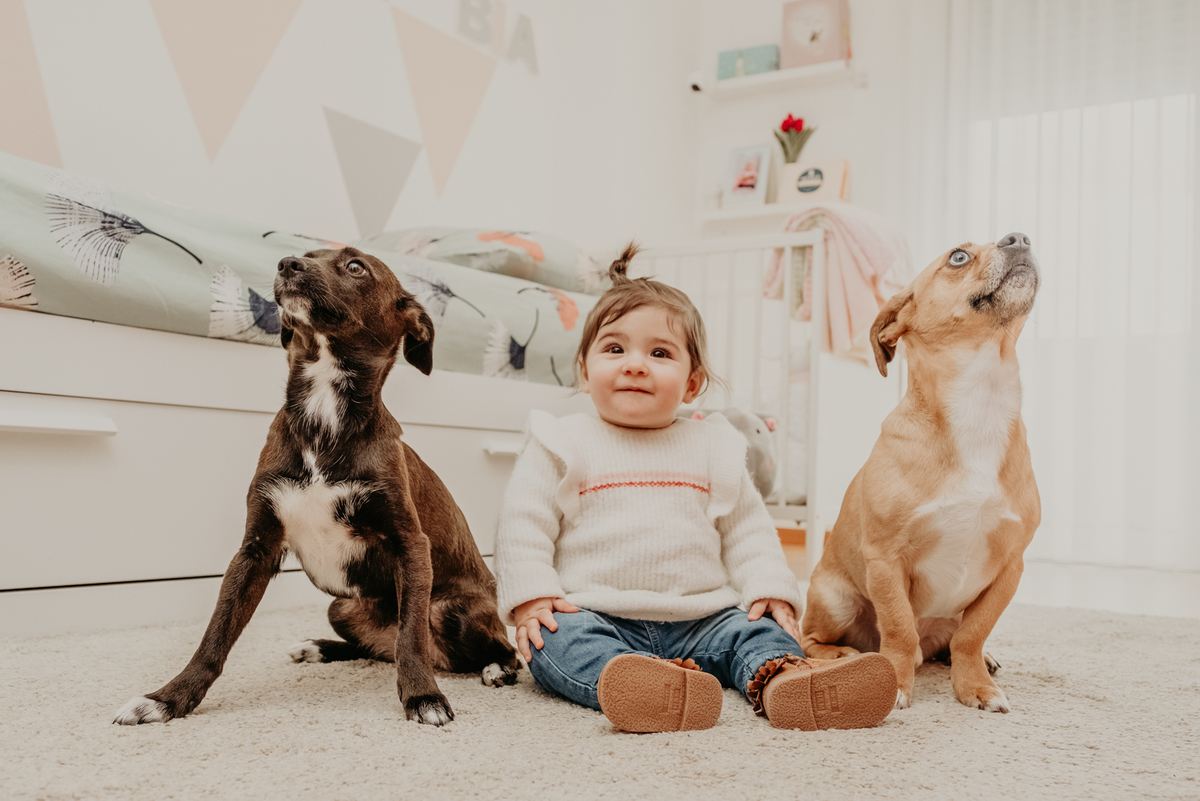 caes, familia, protetores