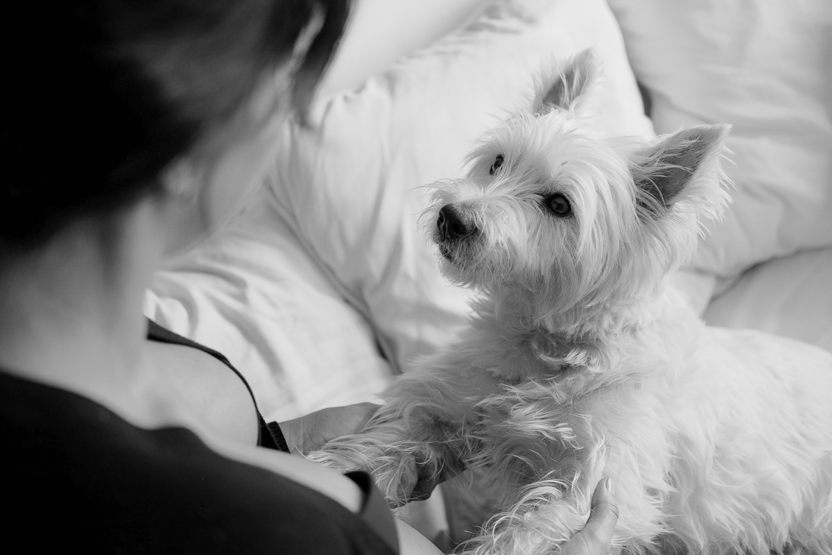o cachorro aipim olha atentamente para sua dona com as patinhas apoiadas na barriga de gestante que ela carrega em registro cheio de carinho e amor no ensaio de gravida que realizamos em sua casa no bairro do corrego grande em florianopolis sc