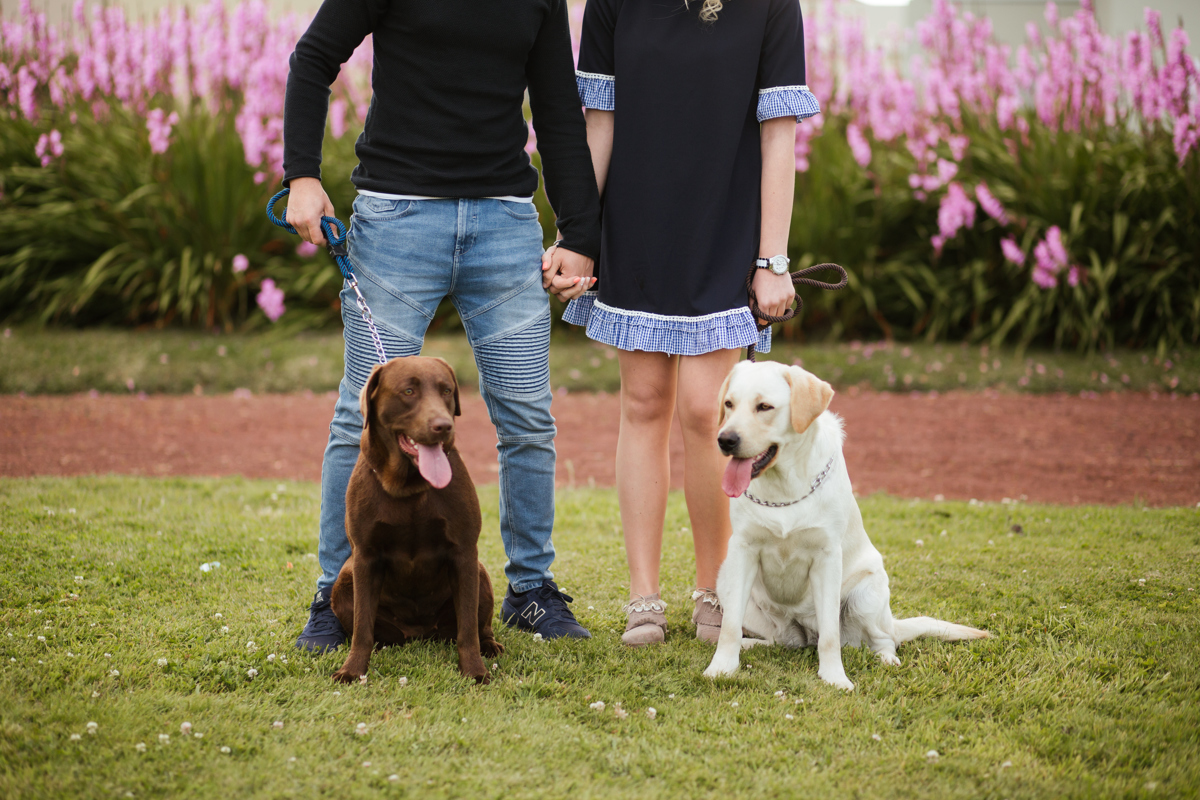 Labradores branco e castanho 