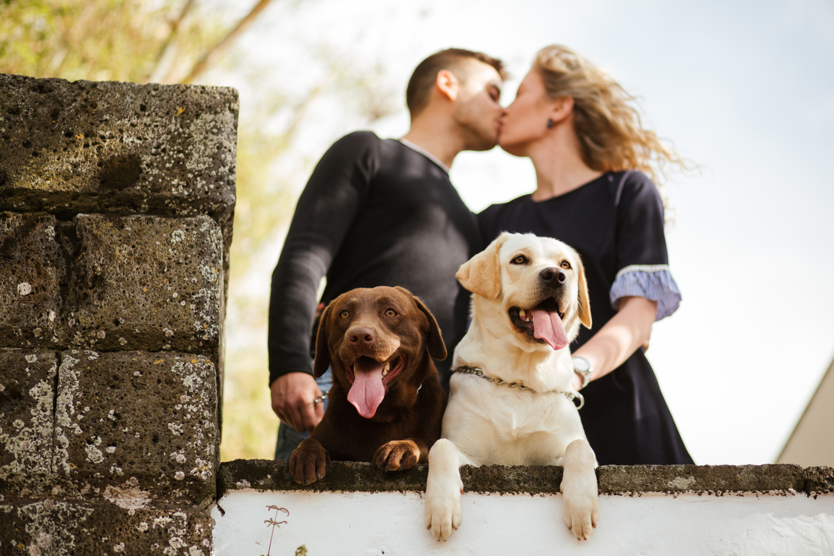 casal de labradores sessão de namoro 