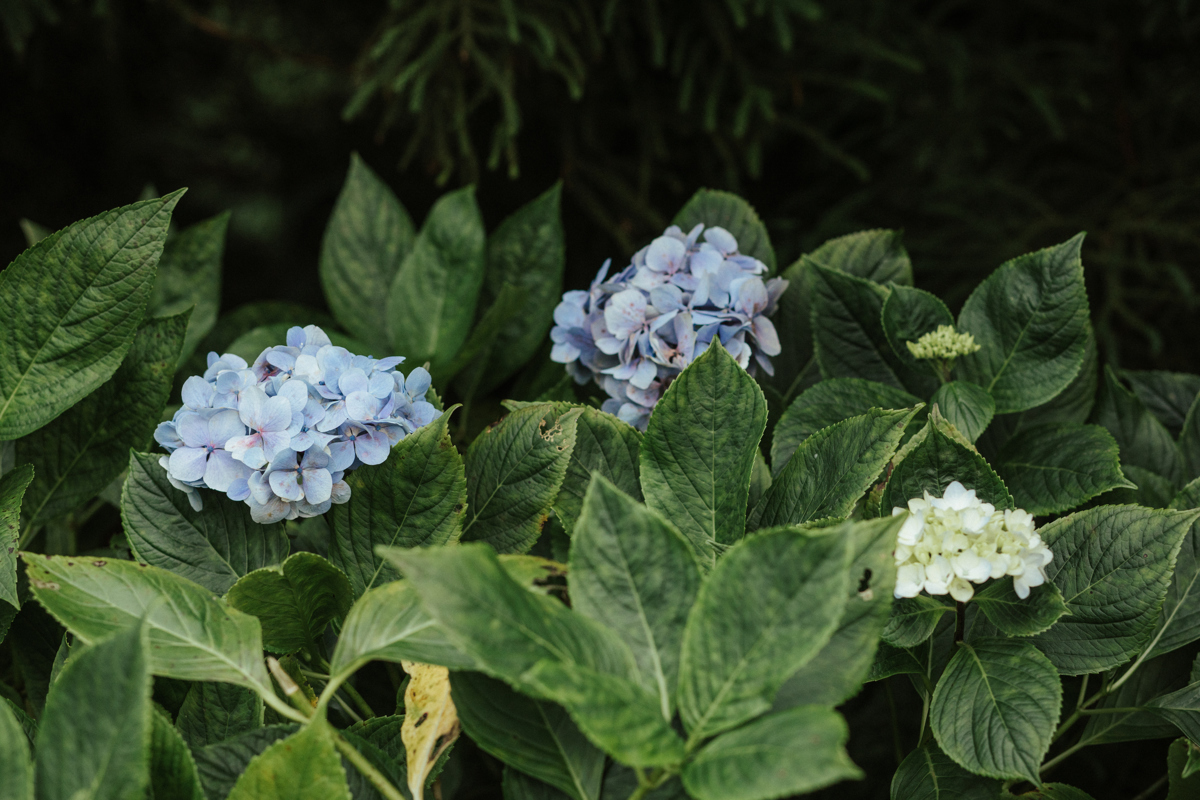 hortencias nos açores 