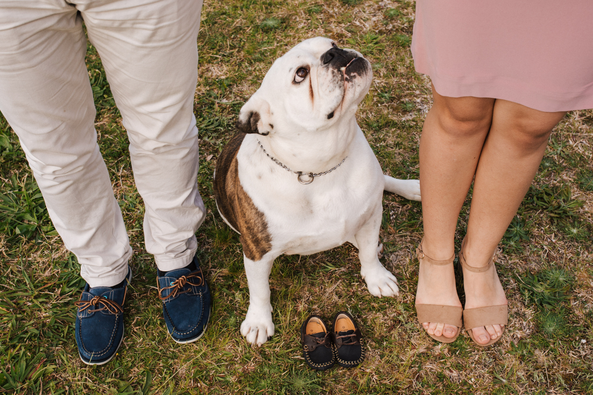 sessão de gravidez com o cão 