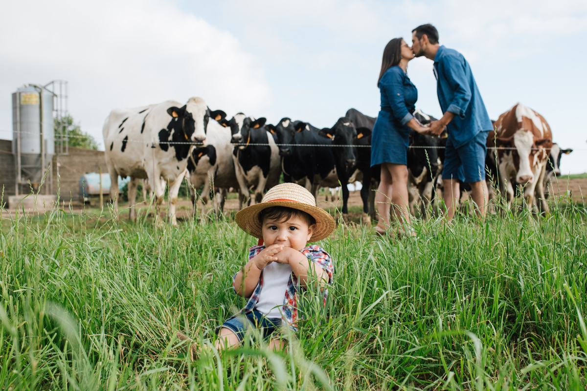 fotos felizes com vacas felizes açores