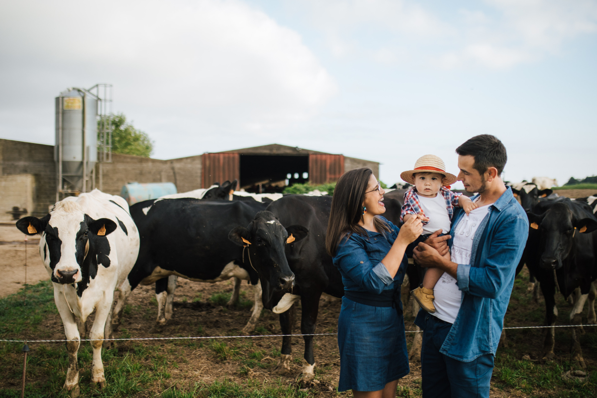 sessão de família com vacas dos açores