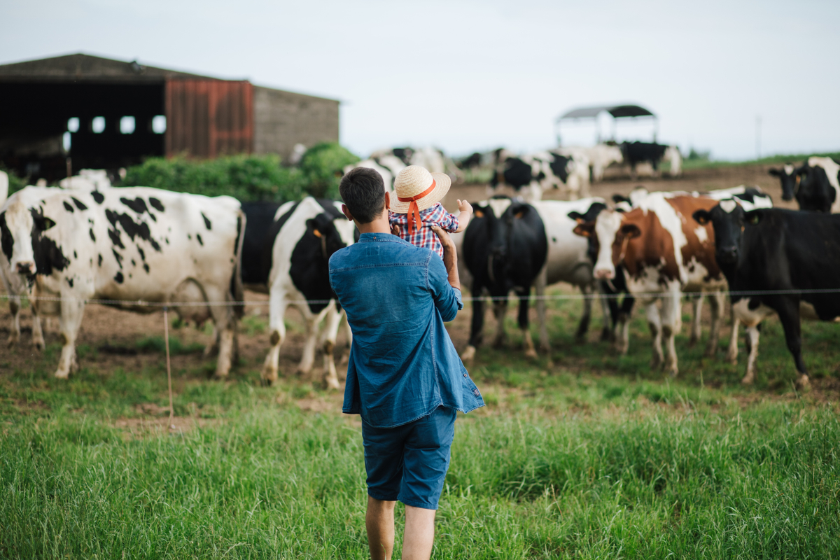 o pai e as nossas vaquinhas 