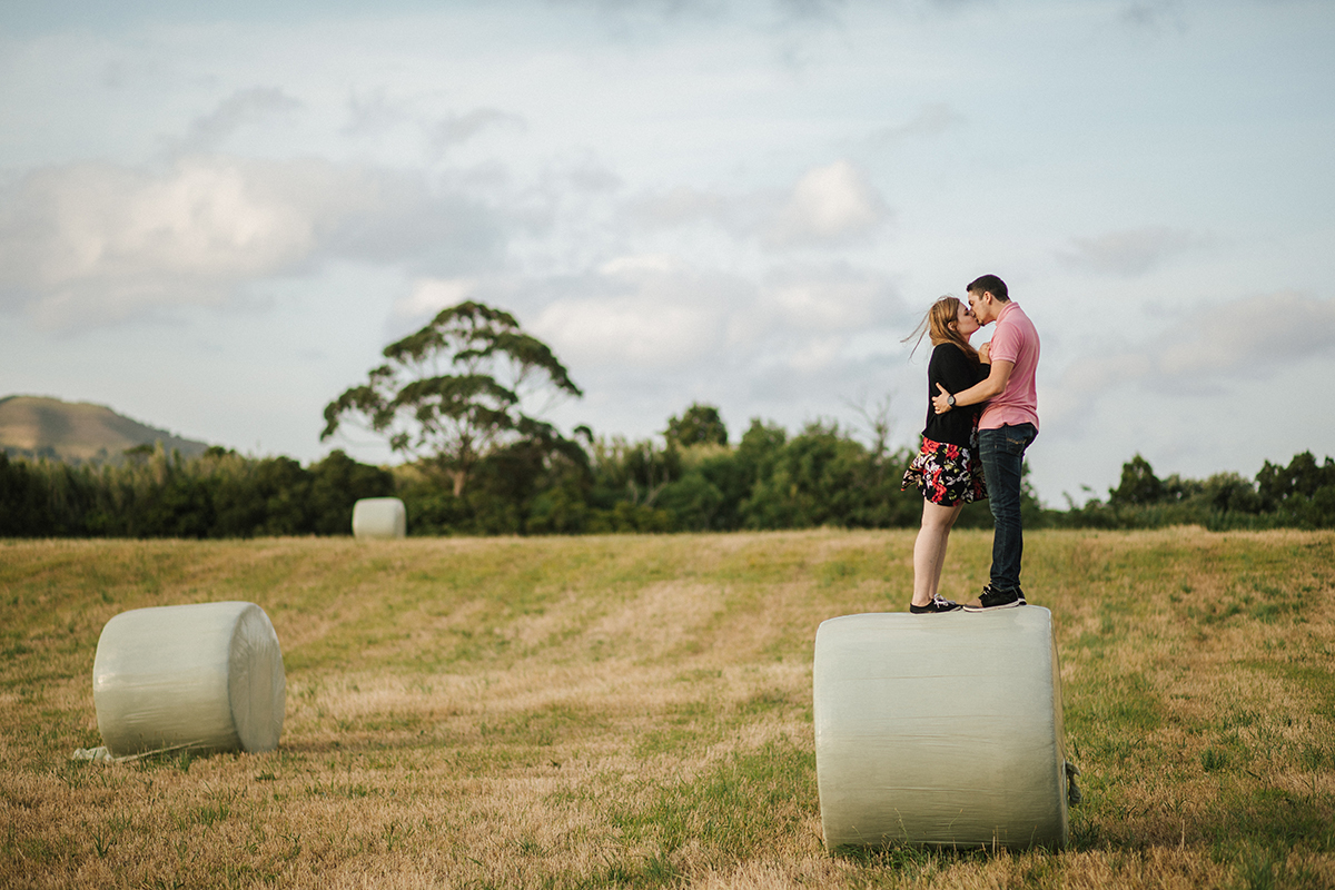 beijando nos rolos de erva nos pastos dos açores 