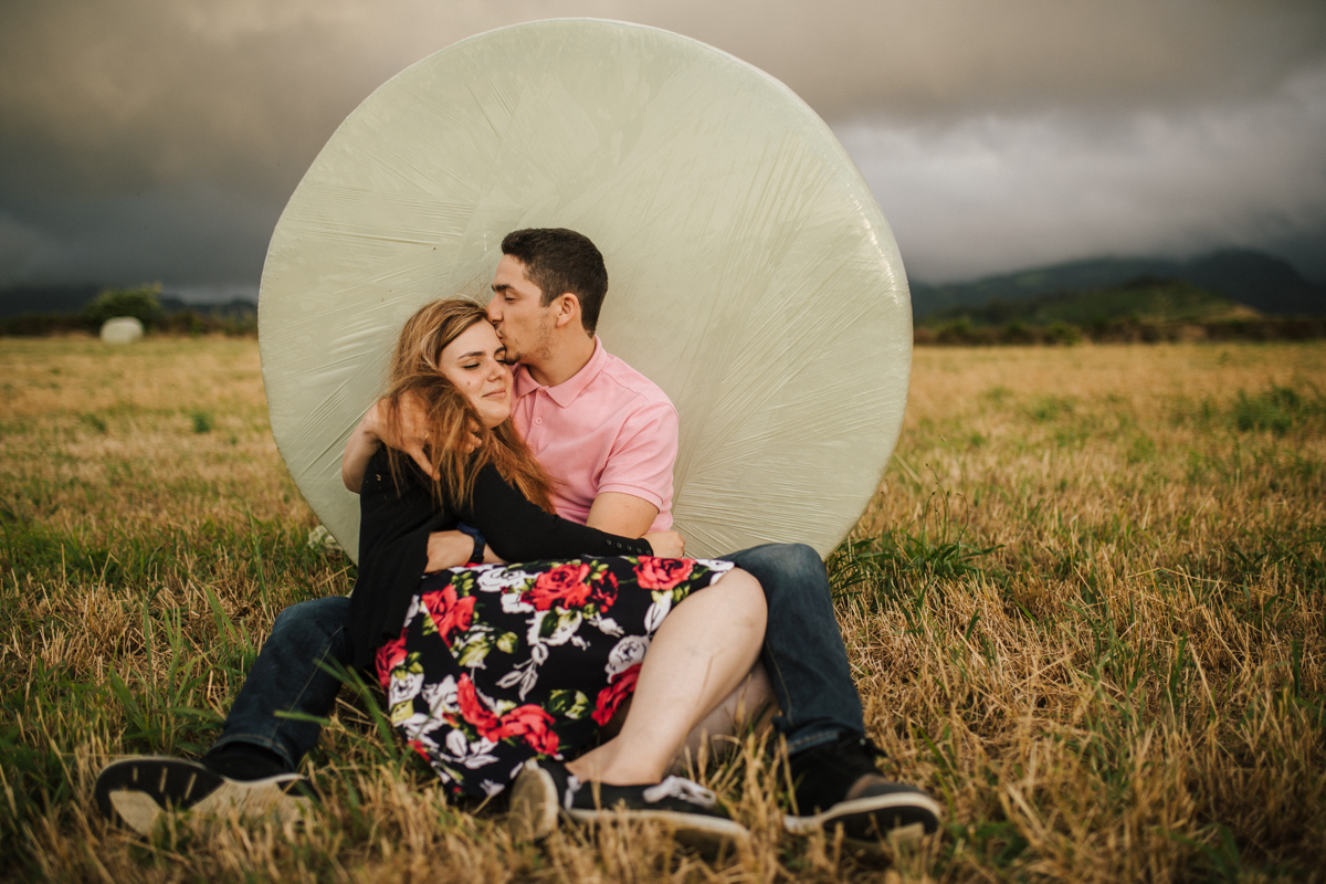 namorando nos pastos dos açores nos rolos de erva 