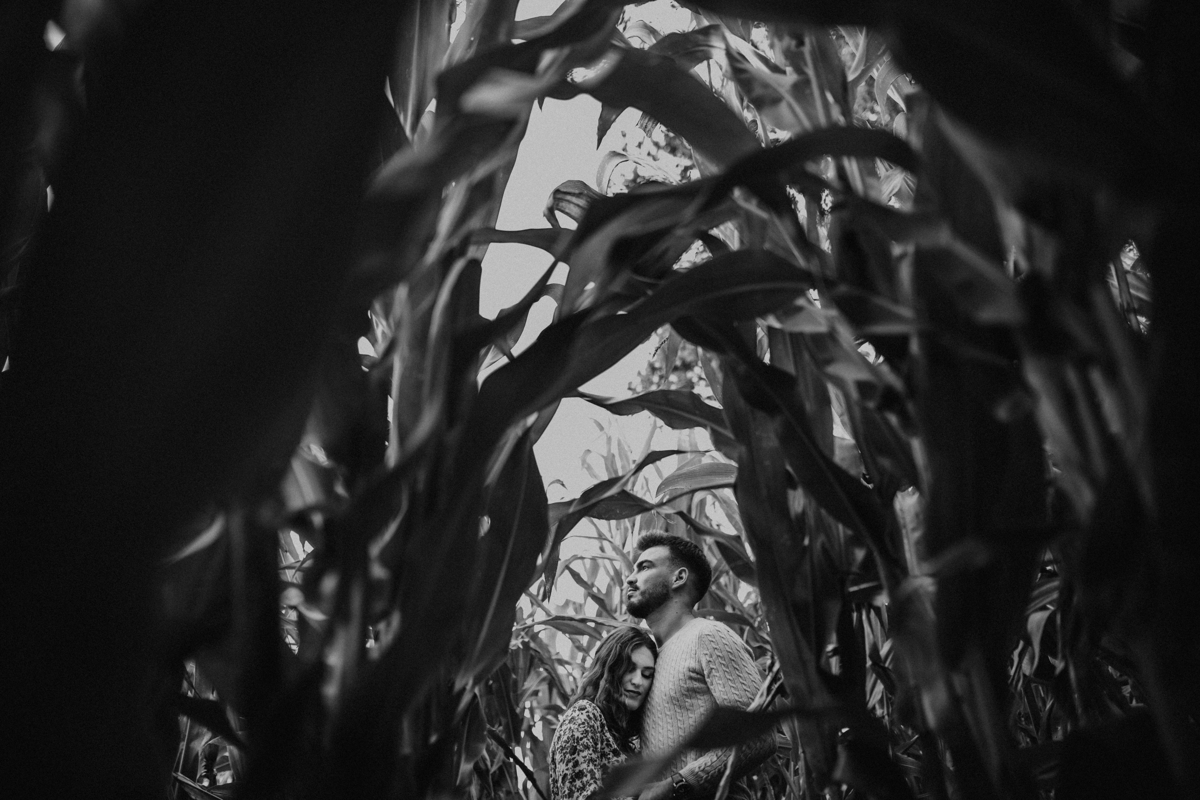 entre campos de milho com amor