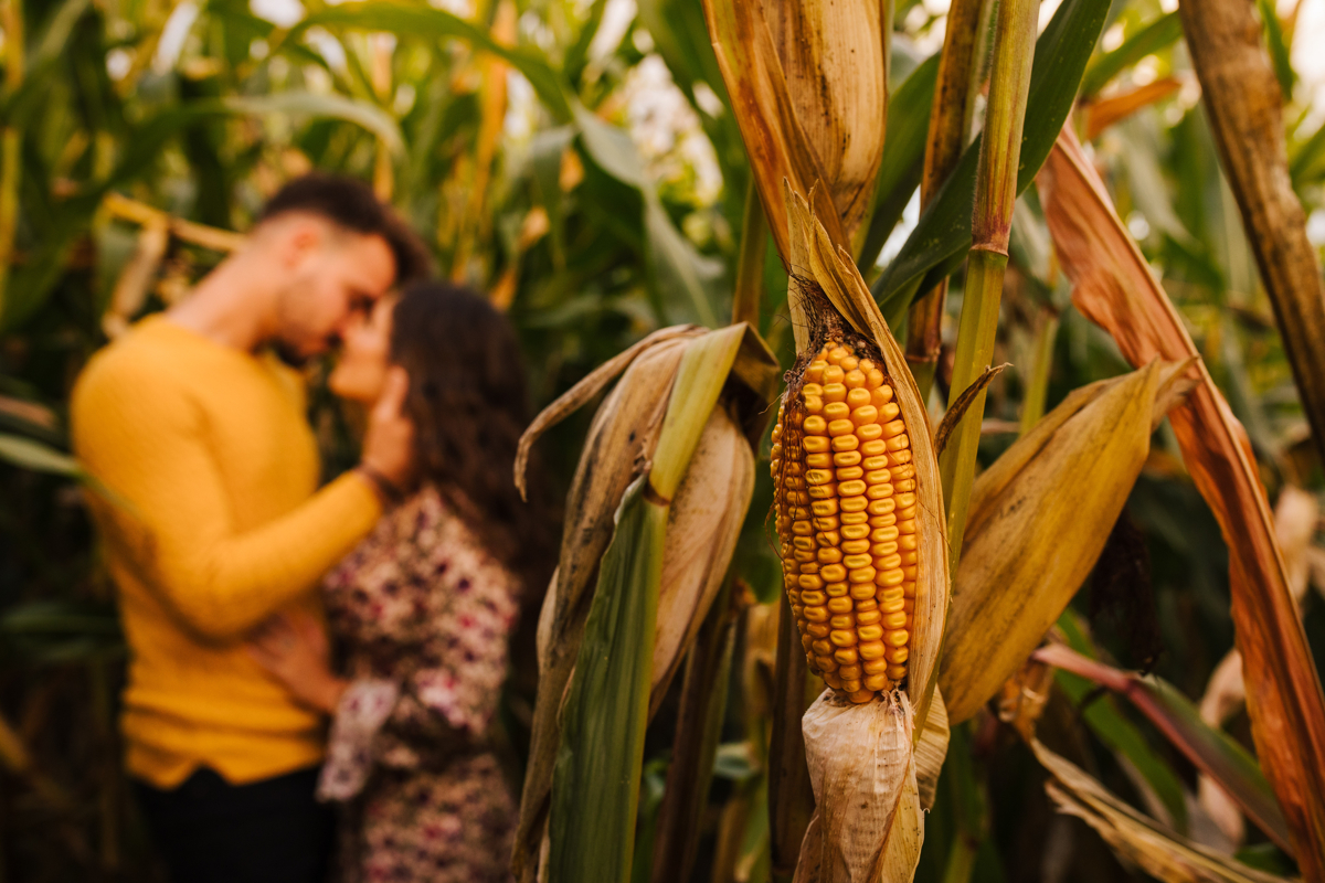 massaroca de milho e o baijo